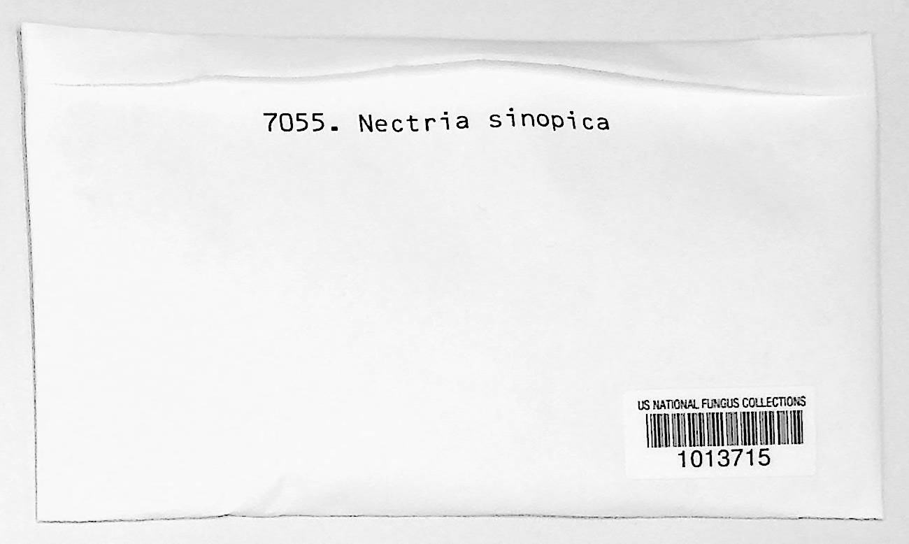 Nectria sinopica